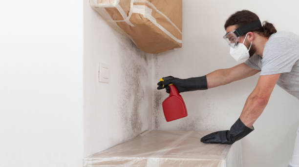 Professional Mold Remediation technician working in Burlington, MA