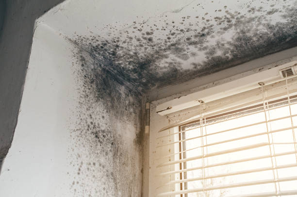 Affordable Mold Remediation solutions in Burlington, MA